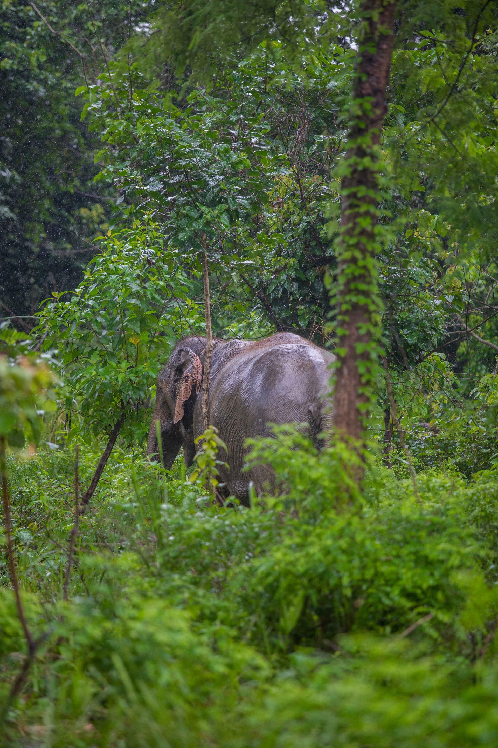 Jeep Safari at Bardiya National Park