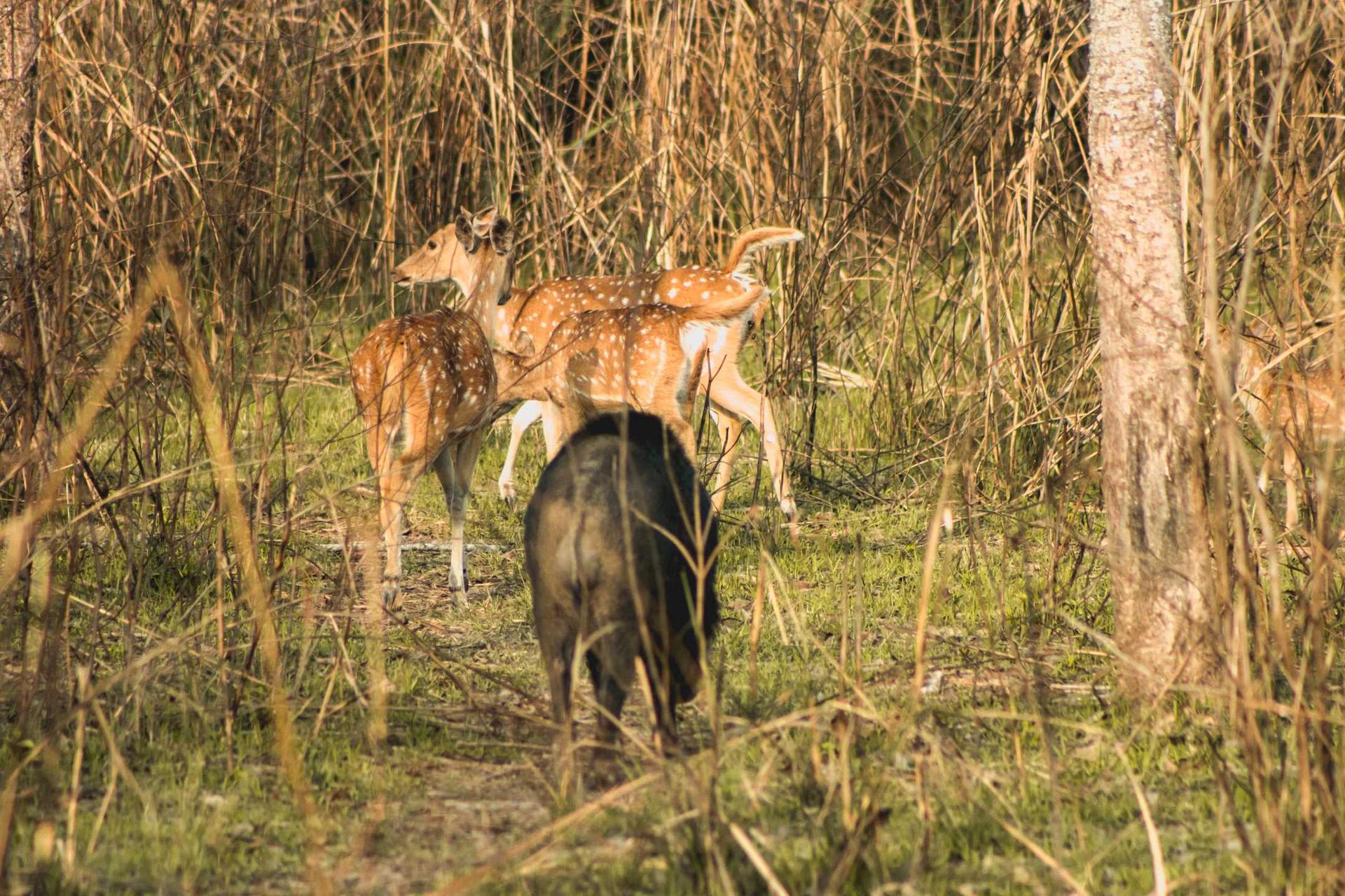 Jeep Safari, Piprahar