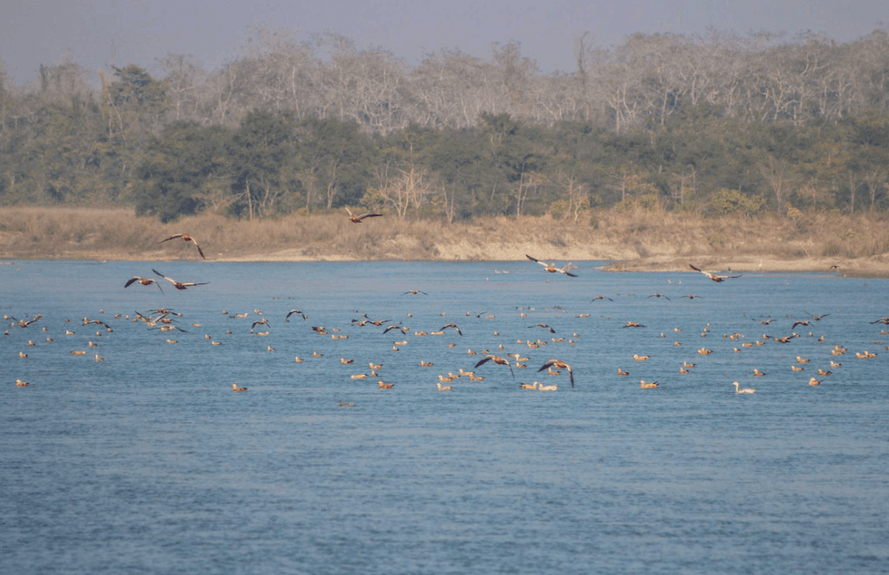 Jeep Safari, Piprahar