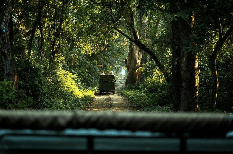 In Nepal’s Bardiya National Park, rising tiger numbers bring new challenges
