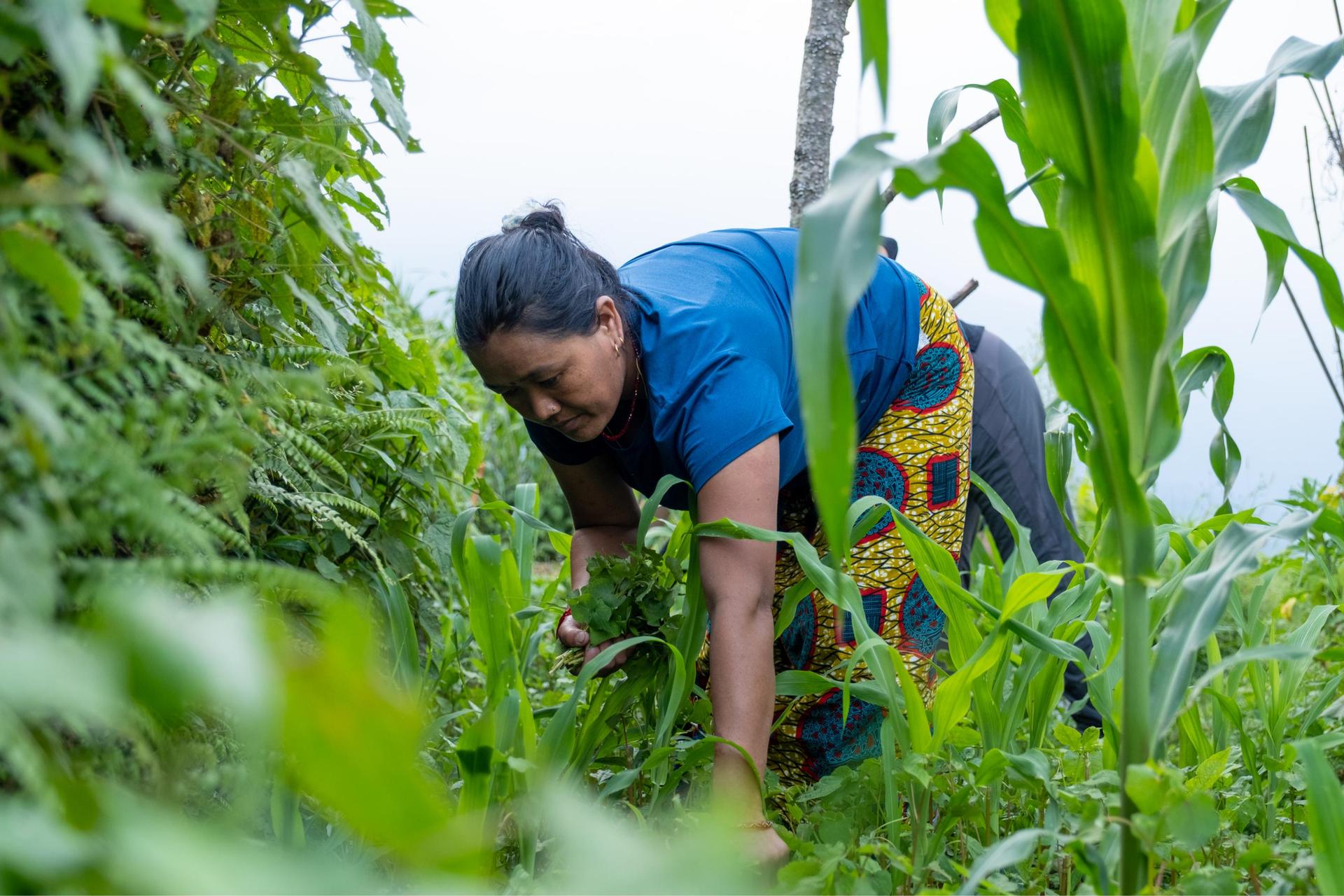 Hemjakot Community Homestay
