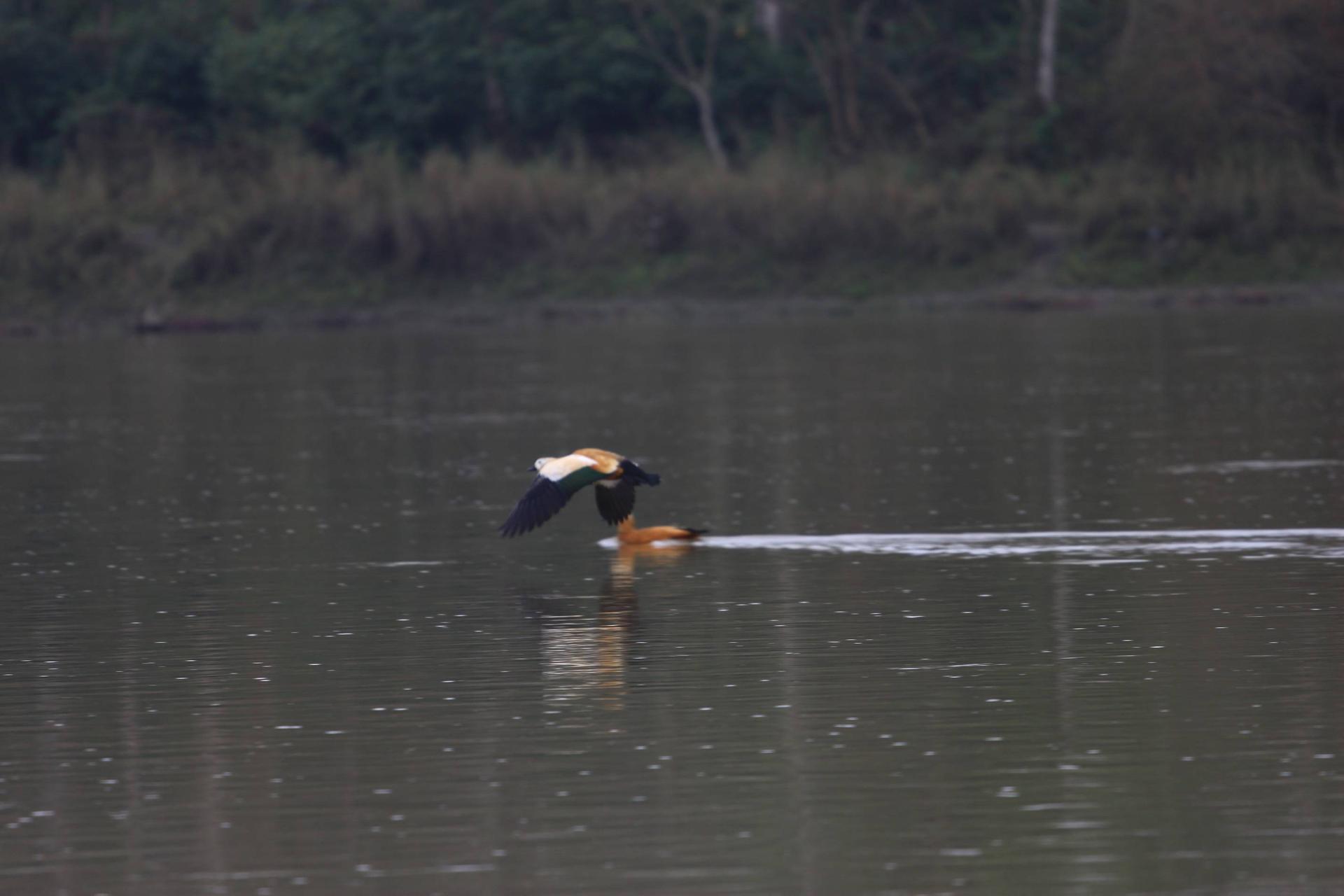 Chitwan Private Canoe Ride, Barauli