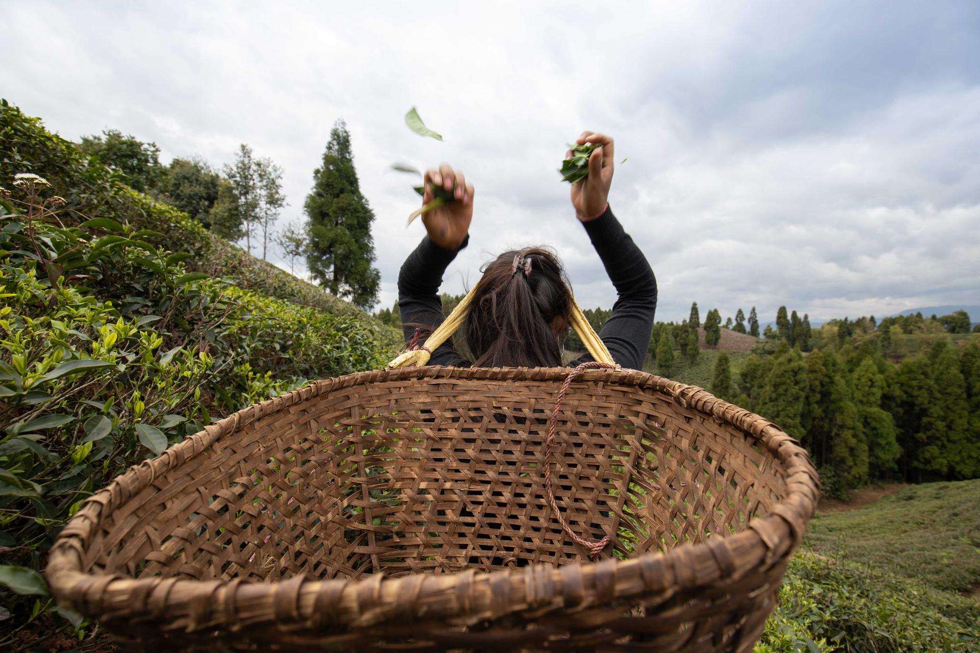 Tea Factory Visit