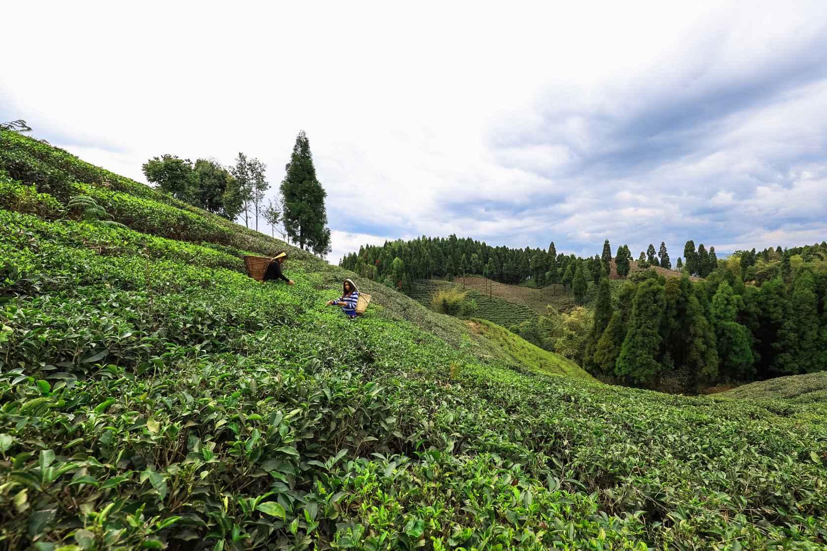 Eastern Nepal Exposure