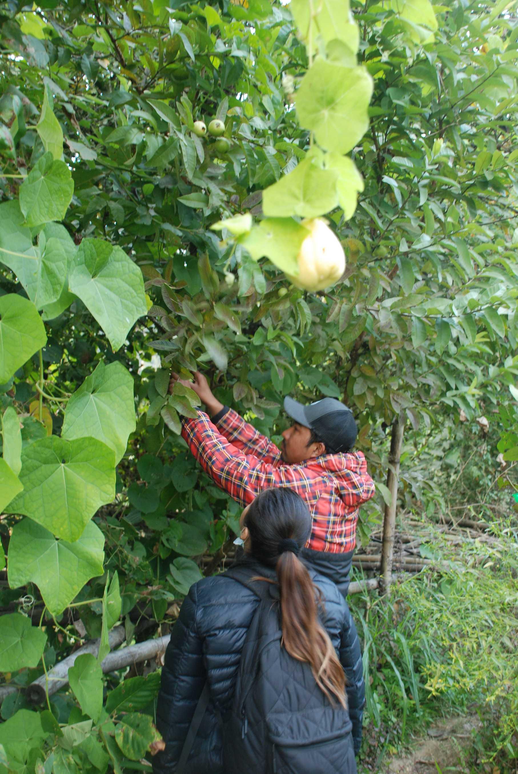 Farm to Table Experience at Kachide, Dhankuta: From Fields to Your Plate