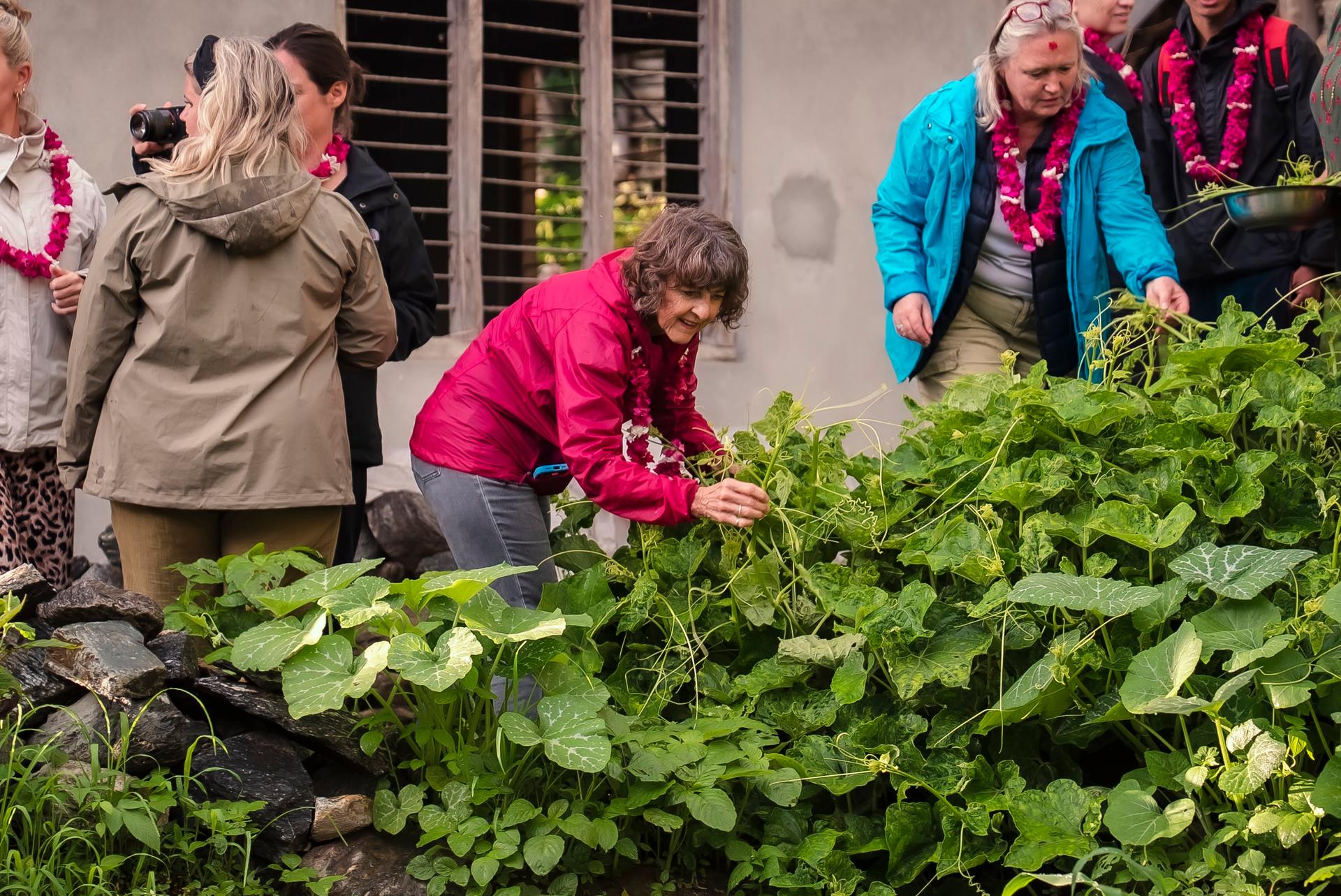Farm to Table Experience at Kachide, Dhankuta: From Fields to Your Plate