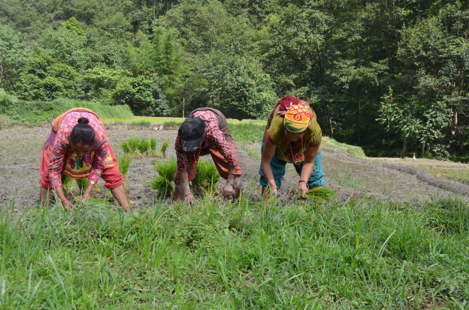 Ropain Festival At Nagarkot