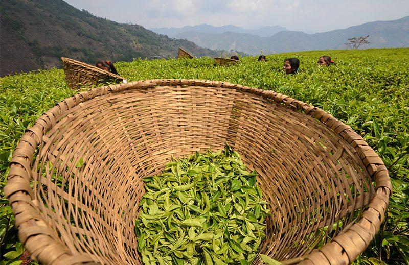 Discovering Nepal's Tea Culture In Shree Antu