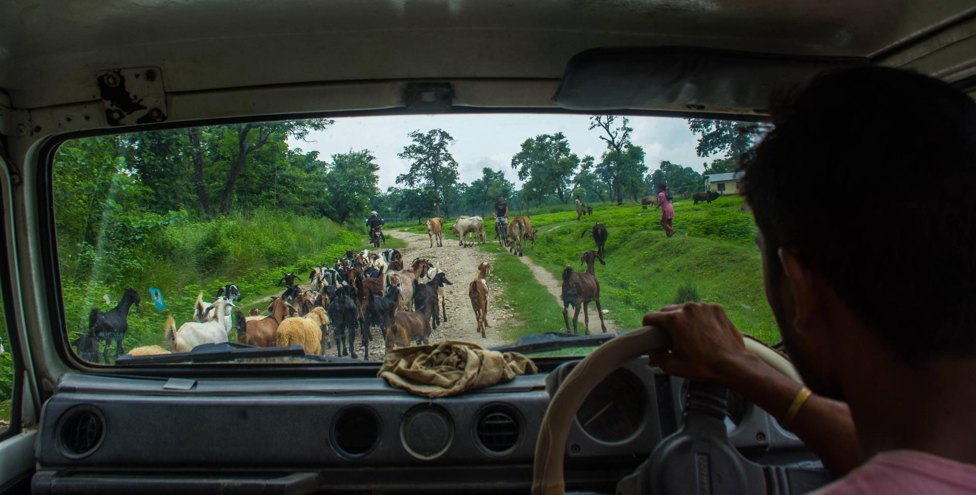 Exploring The Wilderness Of Bardiya