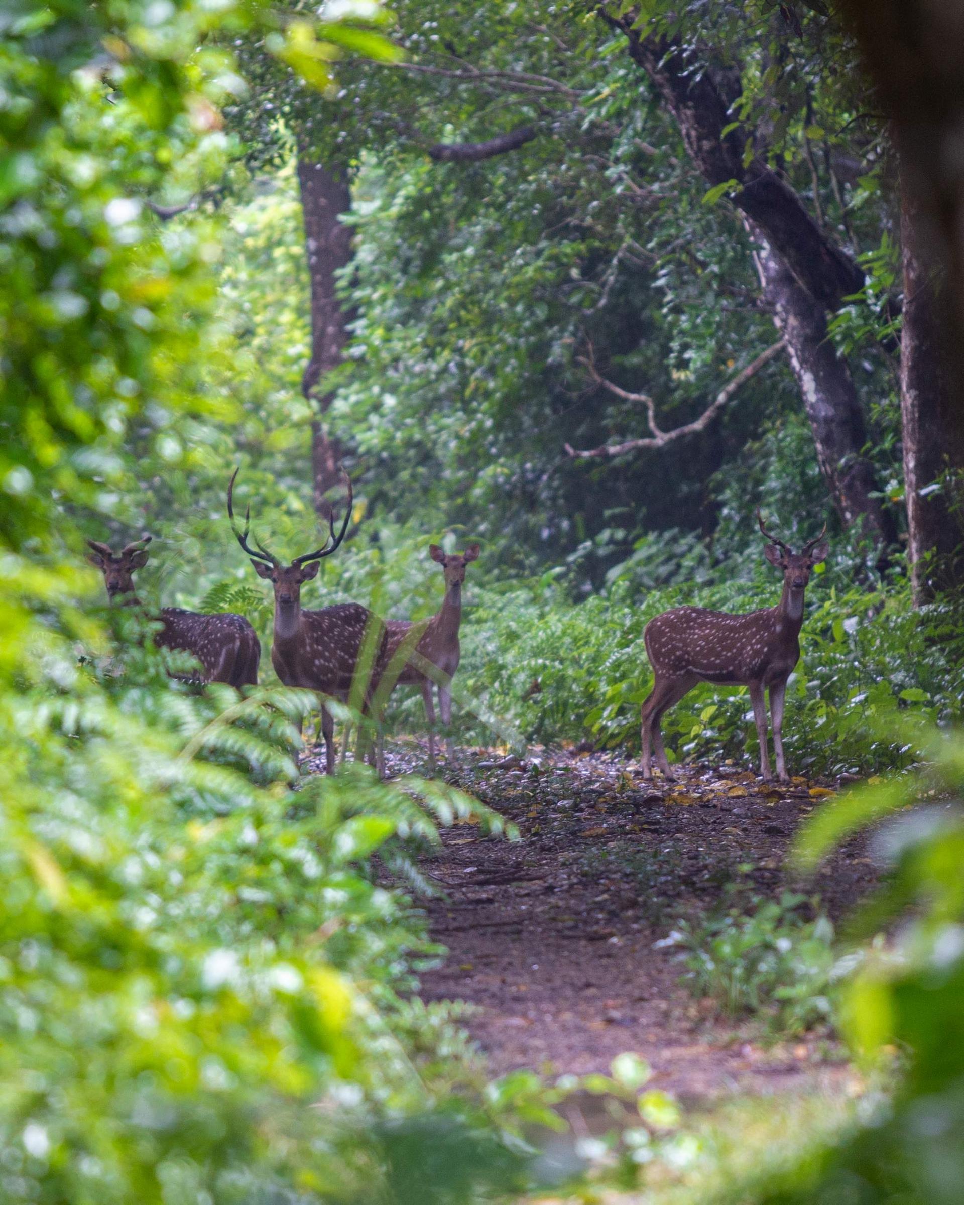 Exploring The Wilderness Of Bardiya