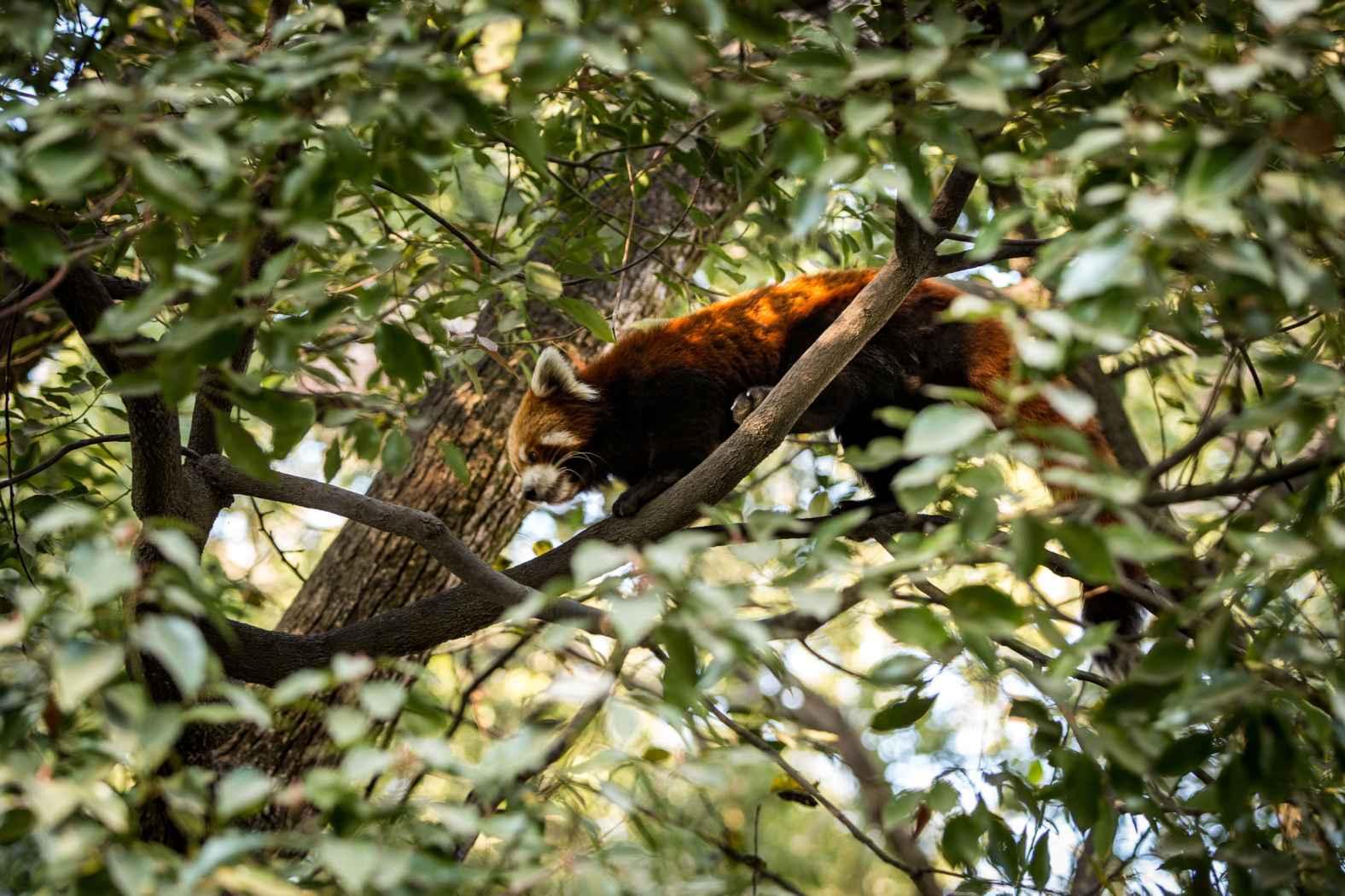 The Red Panda Trail