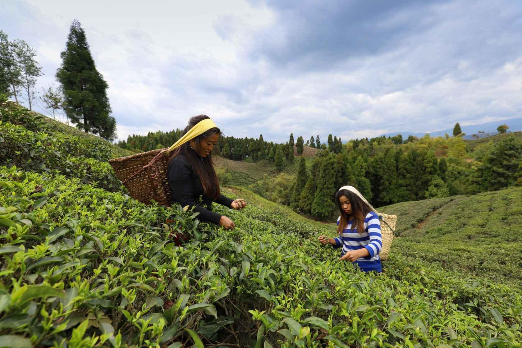 Tea Picking : Shree Antu Community Homestay
