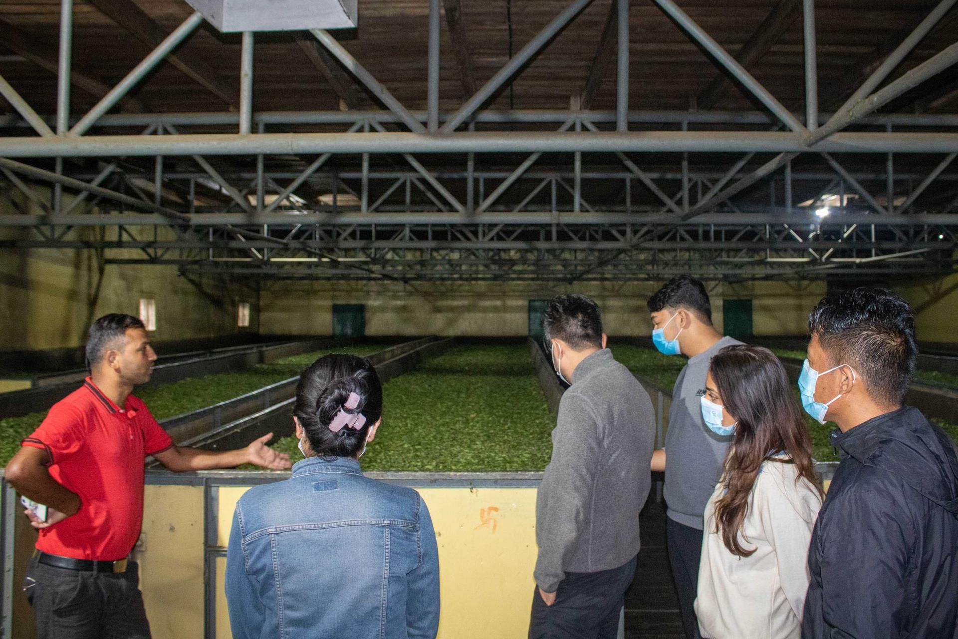 Tea Factory Visit